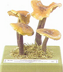 Flammulina velutipes 