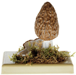 Morchella conica