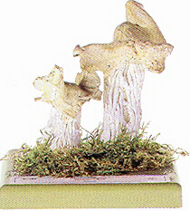 Helvella Crispa