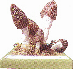 Morchella elata