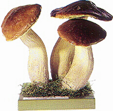 Boletus edulis, Group of Big Yelleo Boletus Boletus