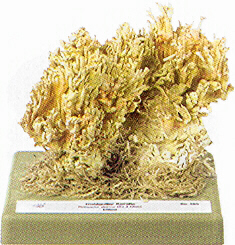 Ramaria aurea 