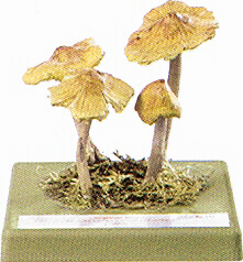 Inocybe fastigiata 