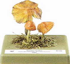 Hygrocybe conica 