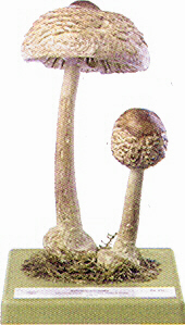 Macrolepiota rhacodes 