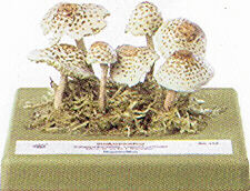 Lepiota cristata 