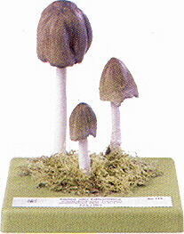 Coprinus alramentarius 