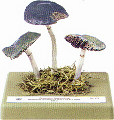 Stropharia aeruginosa 