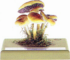 Hypholoma capnoides