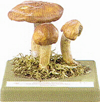 Tricholoma batschii 