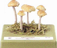 Marasmius oreades 