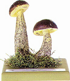 Leccinum griseum