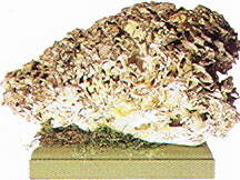 Polyporus umbellatus, Huge Specimen