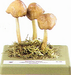 Collybia fusipes 