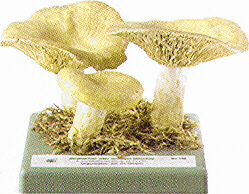 Lactarius scrobiculatus 