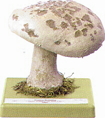 Amanita strobiliformis 