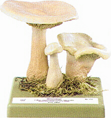Clitocybe geotropa 