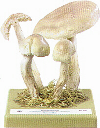 Tricholoma saponaceum 