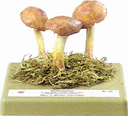 Chalciporus piperatus 