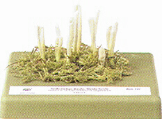 Clavulinopsis argillacea