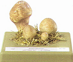 Lycoperdon pyriforme 