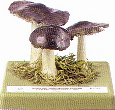 Tricholoma portentosum 