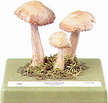 Mycena pura