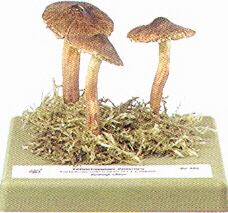 Tricholoma imbricatum 