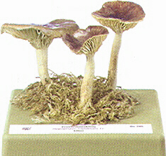 Hygrophorus hypothejus 