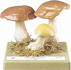 Cortinarius delibutus 