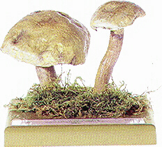 Suillus aeruginascens