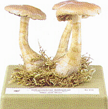 Cortinarius crocolitus 