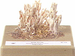 Steife Koralle