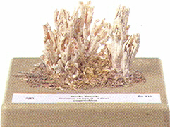 Ramaria stricta 