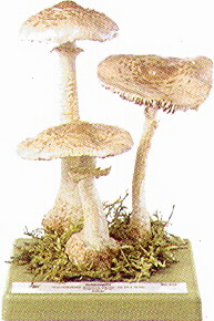 Macrolepiota procera 