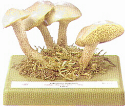 Suillus placidus 