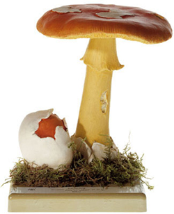 Amanita caesarea