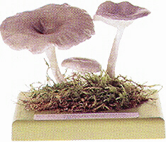 Clitocybe odova