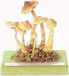 Cortinarius rubellus