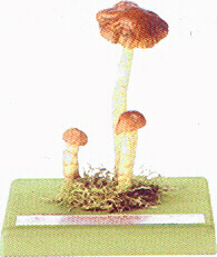 Cortinarius limonius