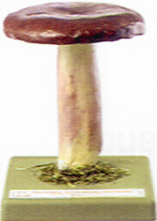 Russula sardonia 
