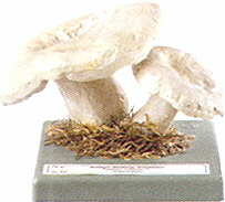 Lactarius vellereus 