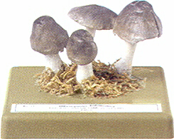 Tricholoma terreum 