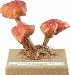 Hypholoma sublateritium 