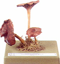 Cantharellus tubaeformis 
