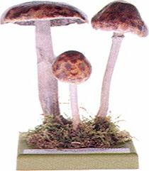 Agaricus silvaticus