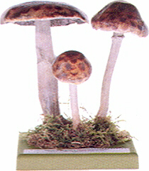 Waldchampignon