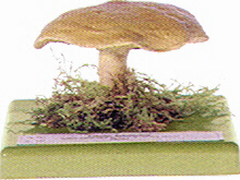 Suillus bovinus