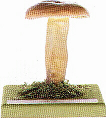 Lactarius volemus