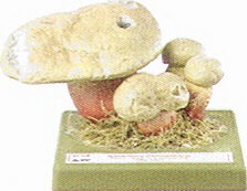 Boletus calopus 